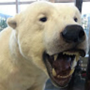 Meet your Posher, 熊